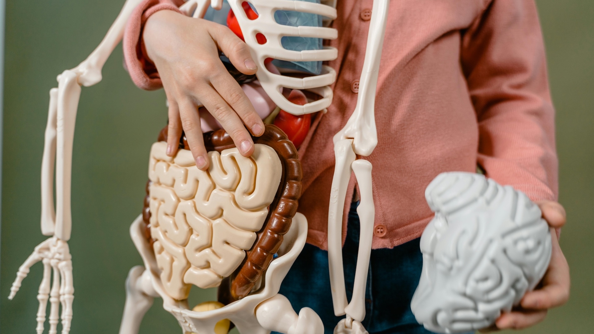 How the HPA Axis Interacts with the Gut-Brain
