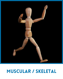 skeletal muscular reflexology